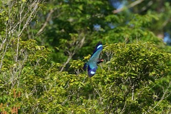 ブッポウソウ 長野県 2024年5月17日(金)