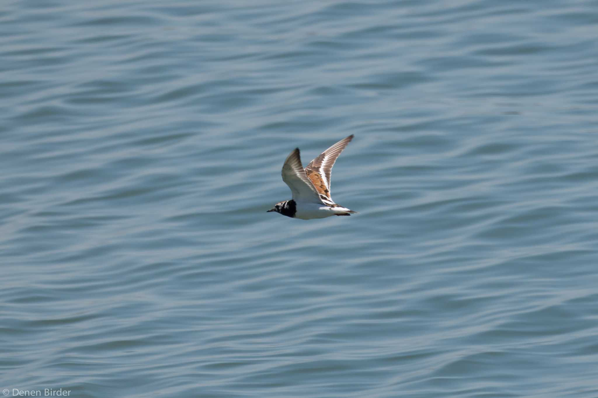 Ruddy Turnstone