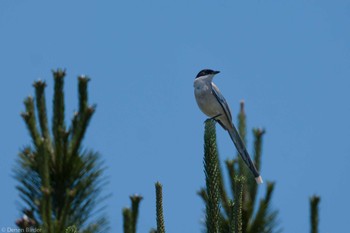 2024年5月18日(土) 日の出三番瀬沿い緑道の野鳥観察記録