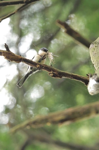 Thu, 5/16/2024 Birding report at 八王寺城跡公園