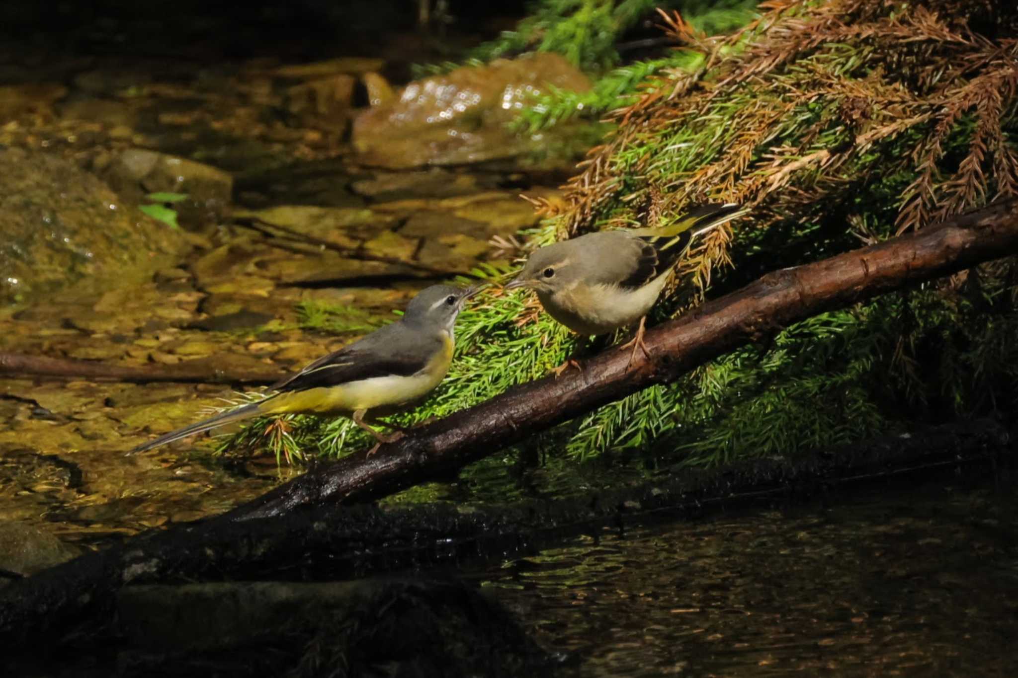 Grey Wagtail