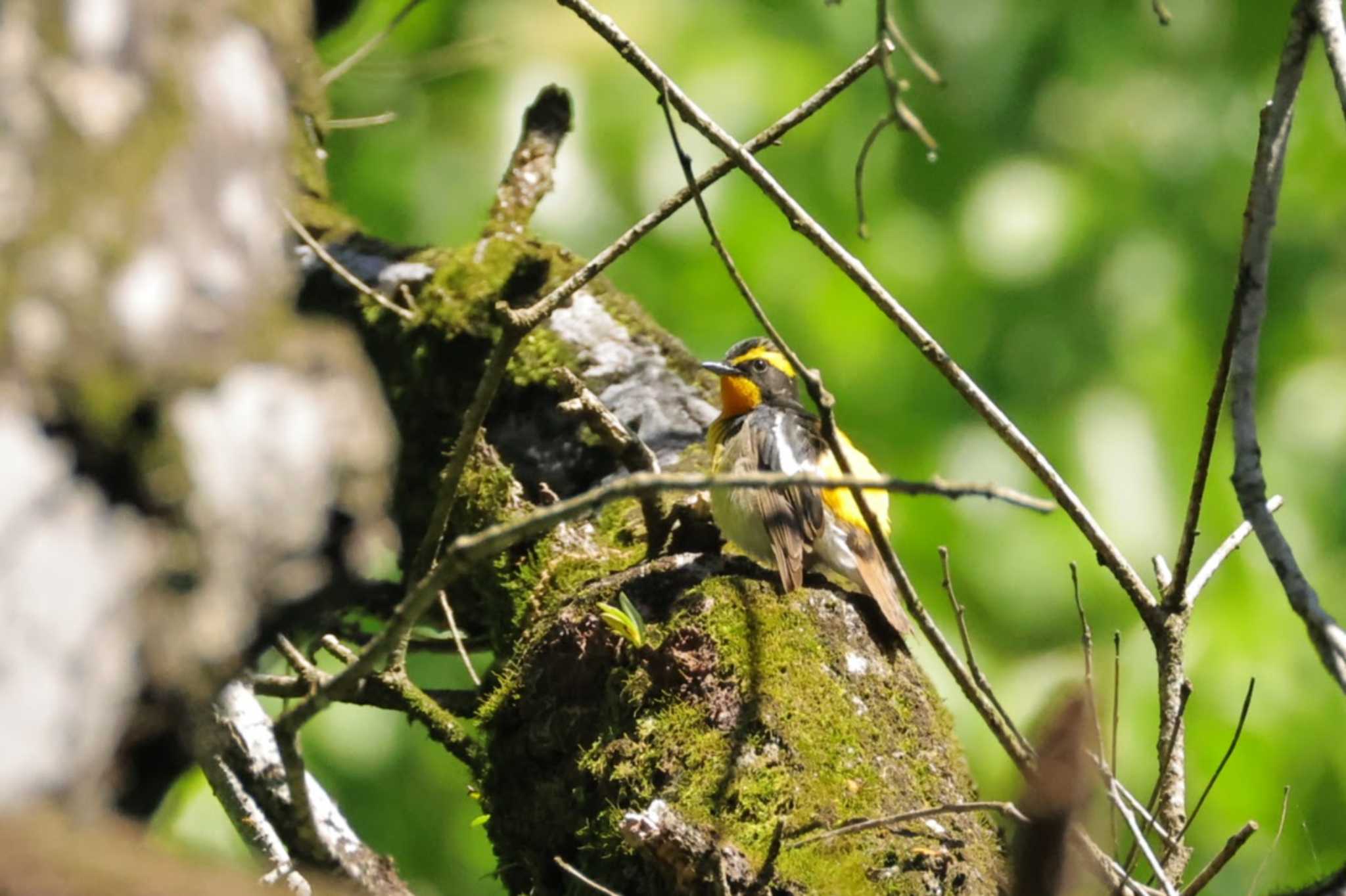 Photo of Narcissus Flycatcher at 八王寺城跡公園 by minomushibouz