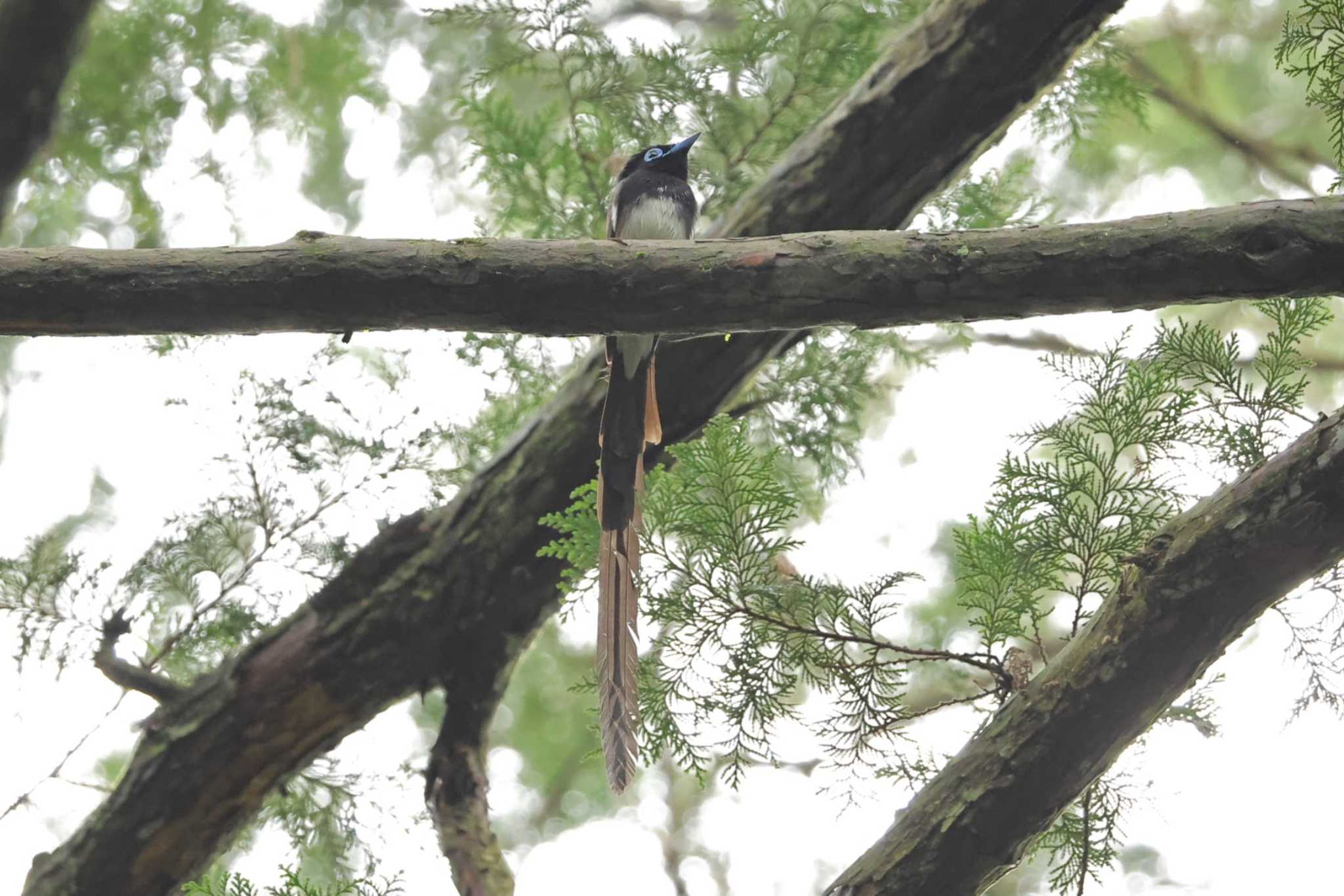 Black Paradise Flycatcher