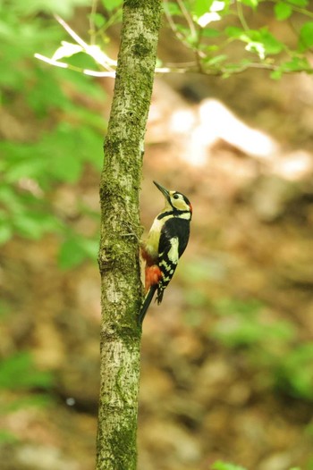 Great Spotted Woodpecker Saitama Prefecture Forest Park Fri, 5/17/2024