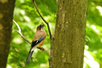 Eurasian Jay Saitama Prefecture Forest Park Fri, 5/17/2024