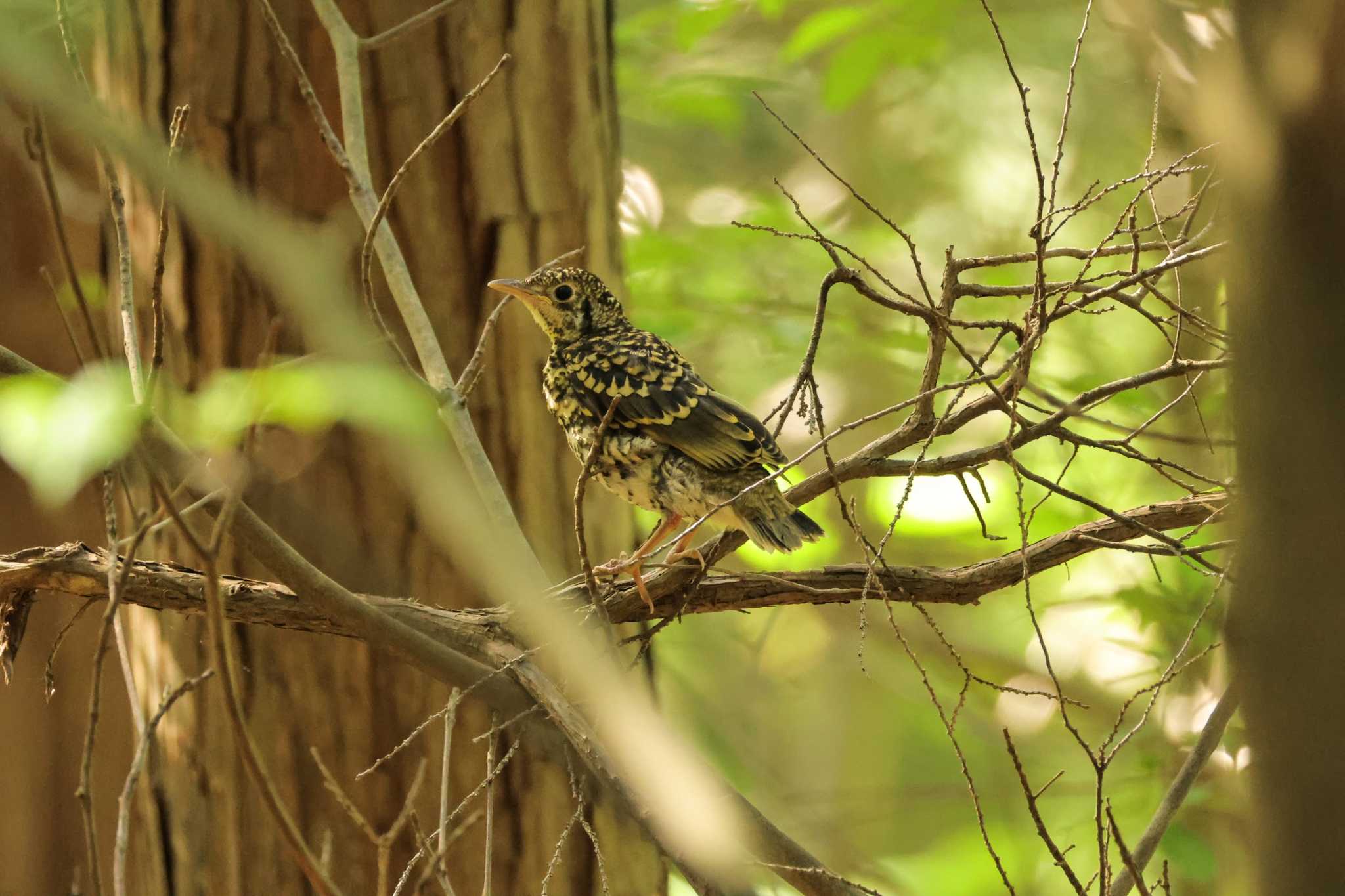 White's Thrush