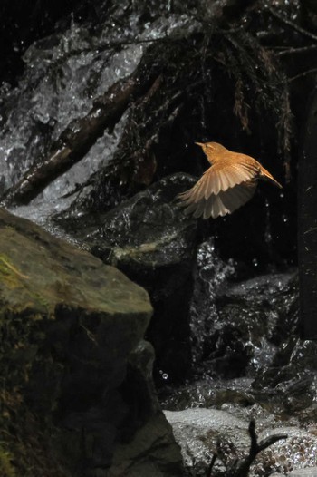 Eurasian Wren Saitama Prefecture Forest Park Fri, 5/17/2024