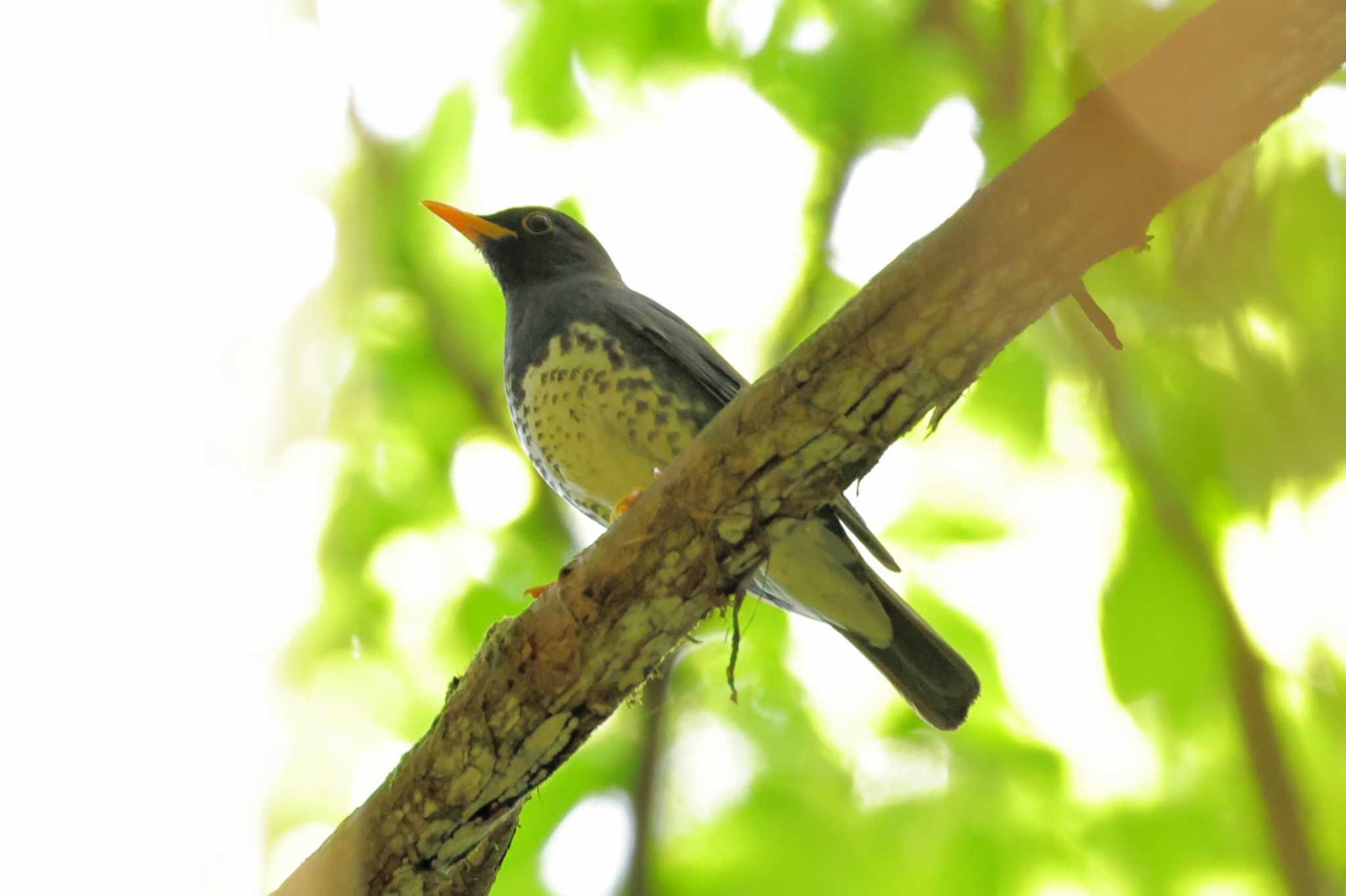 Japanese Thrush