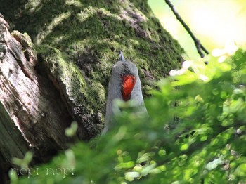 Japanese Green Woodpecker 公園 Fri, 5/17/2024