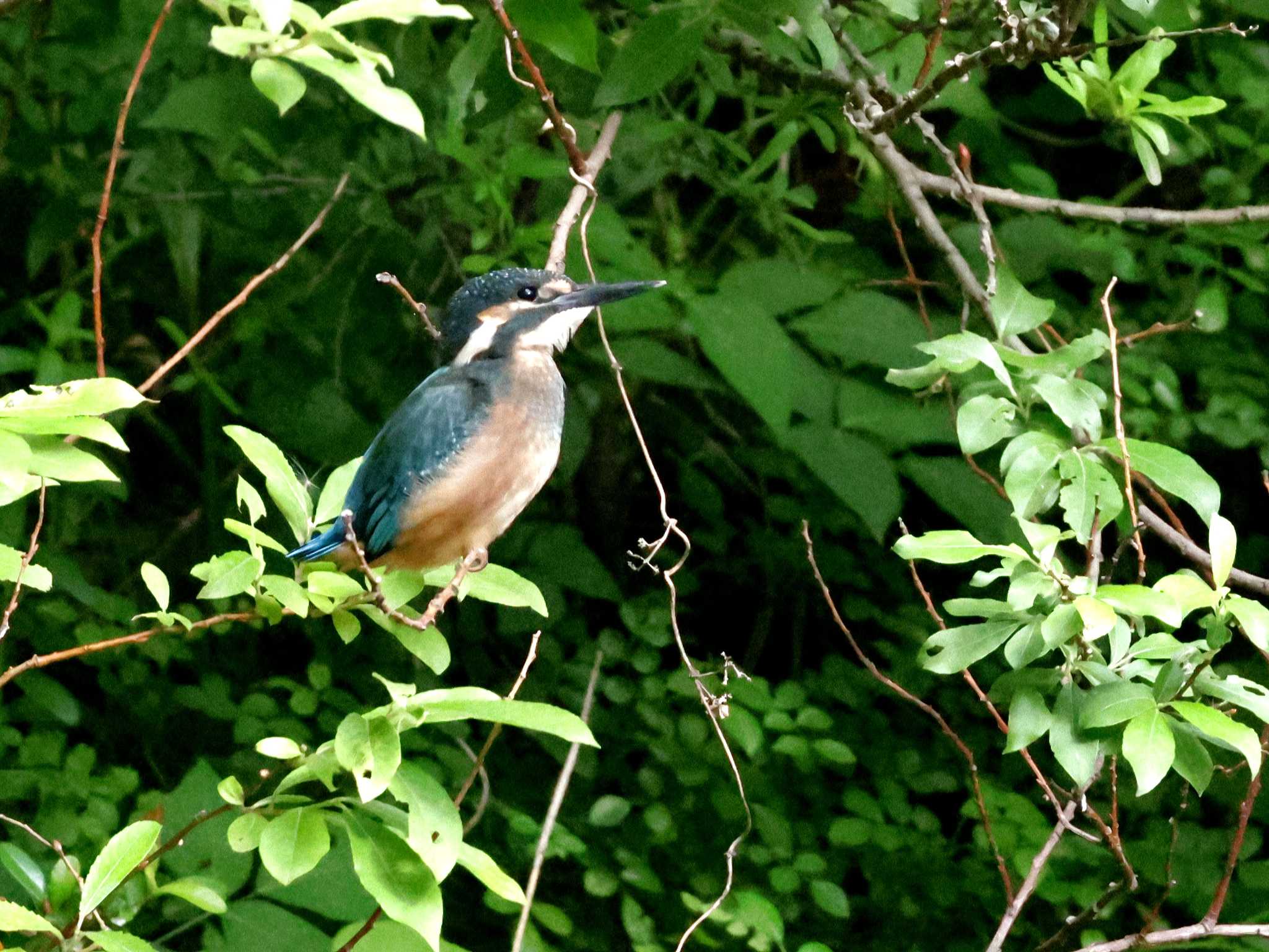 Photo of Common Kingfisher at ギャザリアビオガーデン　フジクラ木場千年の森 by しろくま
