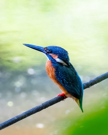 Common Kingfisher 善福寺公園 Sat, 5/18/2024