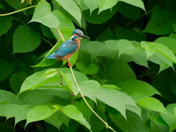 Common Kingfisher 東京 Sun, 5/19/2024
