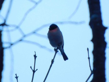 Eurasian Bullfinch Saitama Prefecture Forest Park Sun, 12/17/2023