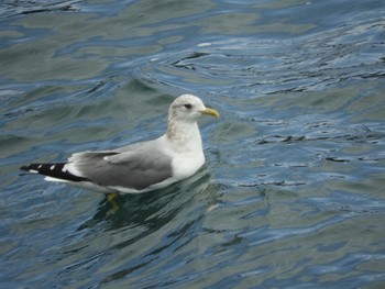 カモメ 鳴門海峡 2018年3月4日(日)