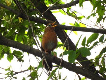 ガビチョウ 東京港野鳥公園 2024年5月6日(月)