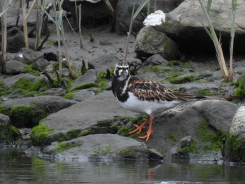 キョウジョシギ 東京港野鳥公園 2024年5月6日(月)