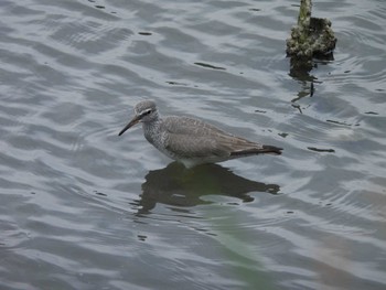 キアシシギ 東京港野鳥公園 2024年5月6日(月)