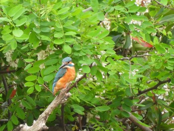 Common Kingfisher Tokyo Port Wild Bird Park Mon, 5/6/2024