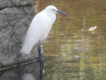 チュウサギ 大阪城公園 2018年3月15日(木)