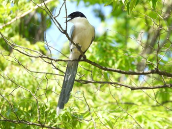 2024年5月11日(土) 板橋区の野鳥観察記録