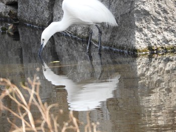 チュウサギ 大阪城公園 2018年3月15日(木)