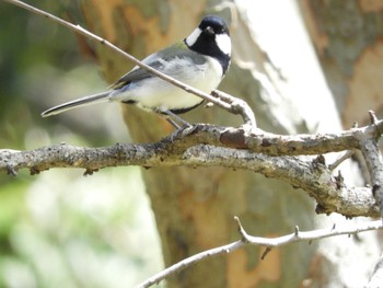 シジュウカラ 大阪南港野鳥園 2018年3月23日(金)