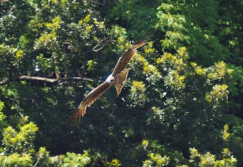 Black Kite 小網代の森 Sat, 5/18/2024