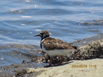 2024年5月18日(土) 葛西臨海公園の野鳥観察記録