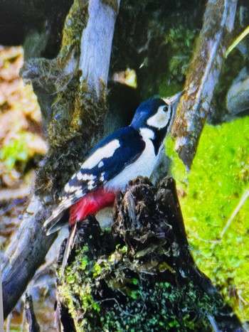 Great Spotted Woodpecker Senjogahara Marshland Sat, 5/18/2024