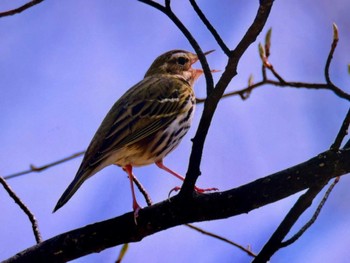 Olive-backed Pipit Senjogahara Marshland Sat, 5/18/2024