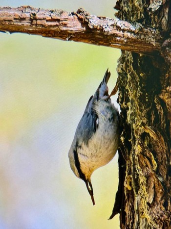 Eurasian Nuthatch Senjogahara Marshland Sat, 5/18/2024