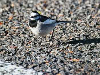 White Wagtail Senjogahara Marshland Sat, 5/18/2024