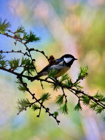 Coal Tit Senjogahara Marshland Sat, 5/18/2024