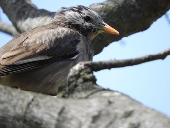 ムクドリ 大阪南港野鳥園 2018年3月23日(金)