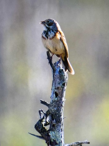 Chestnut-eared Bunting Senjogahara Marshland Sat, 5/18/2024