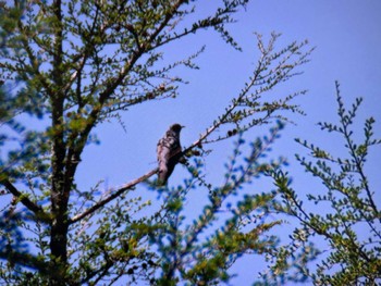Common Cuckoo Senjogahara Marshland Sat, 5/18/2024