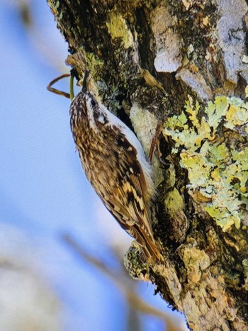 Eurasian Treecreeper Senjogahara Marshland Sat, 5/18/2024