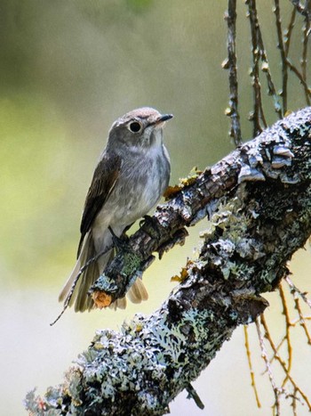 Dark-sided Flycatcher Senjogahara Marshland Sat, 5/18/2024