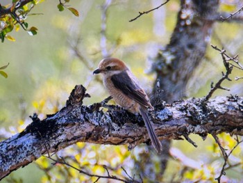 Bull-headed Shrike Senjogahara Marshland Sat, 5/18/2024