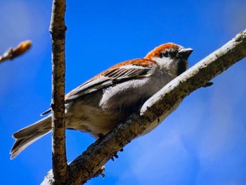 Sat, 5/18/2024 Birding report at Senjogahara Marshland