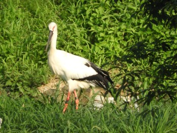 コウノトリ コウノトリの郷公園 2018年7月15日(日)