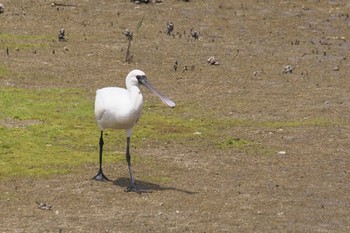 Black-faced Spoonbill 大阪市 Sat, 5/18/2024