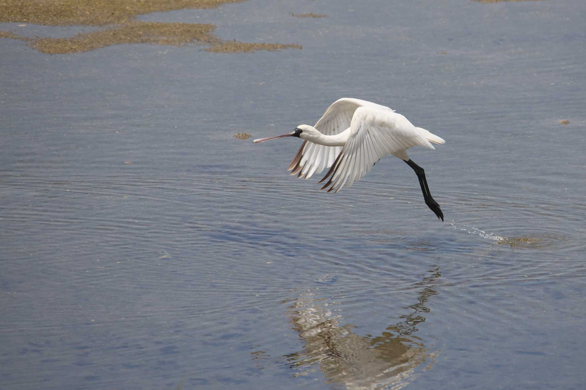 Photo of Black-faced Spoonbill at 大阪市 by img.tko.pict