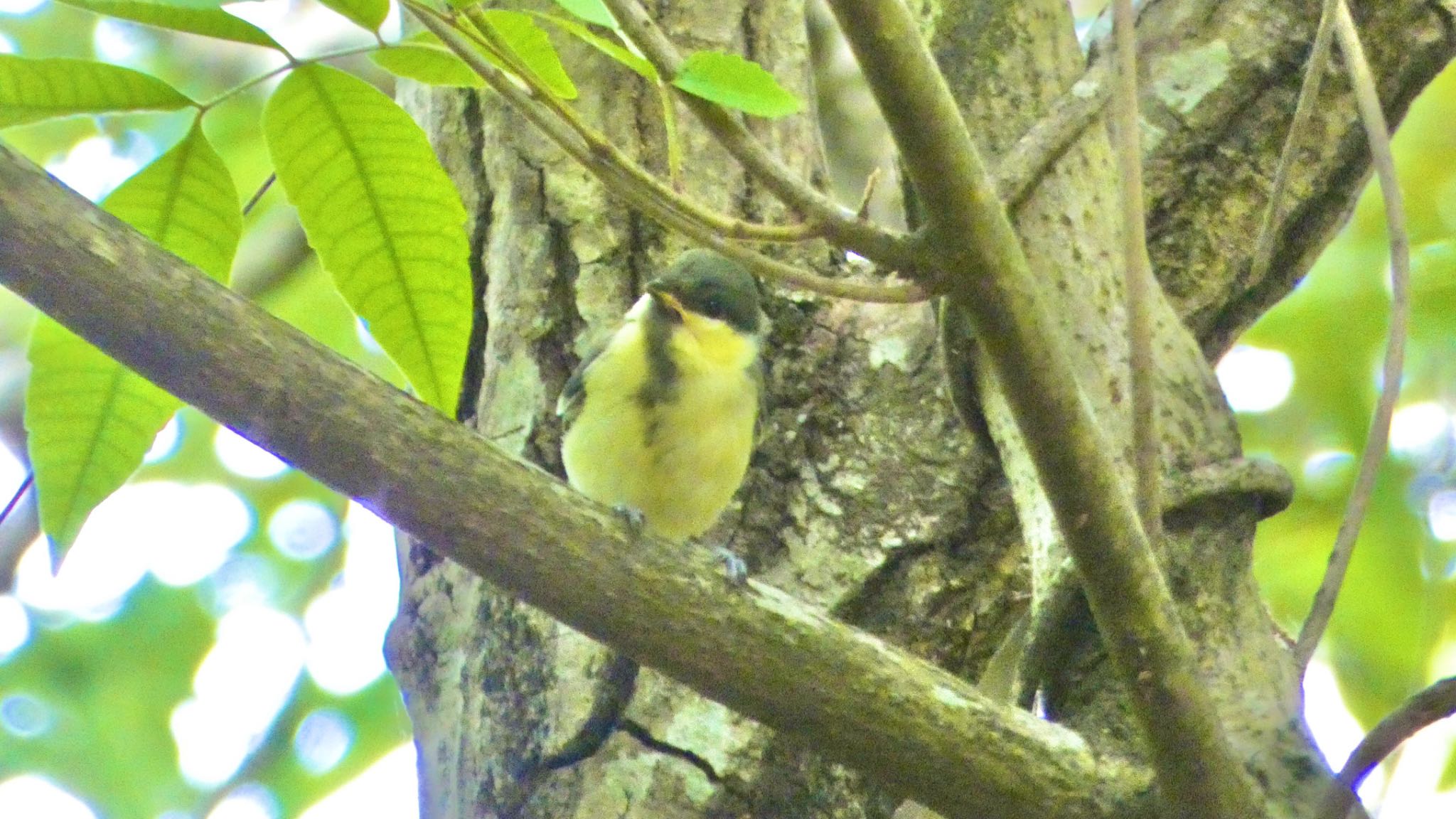 Japanese Tit