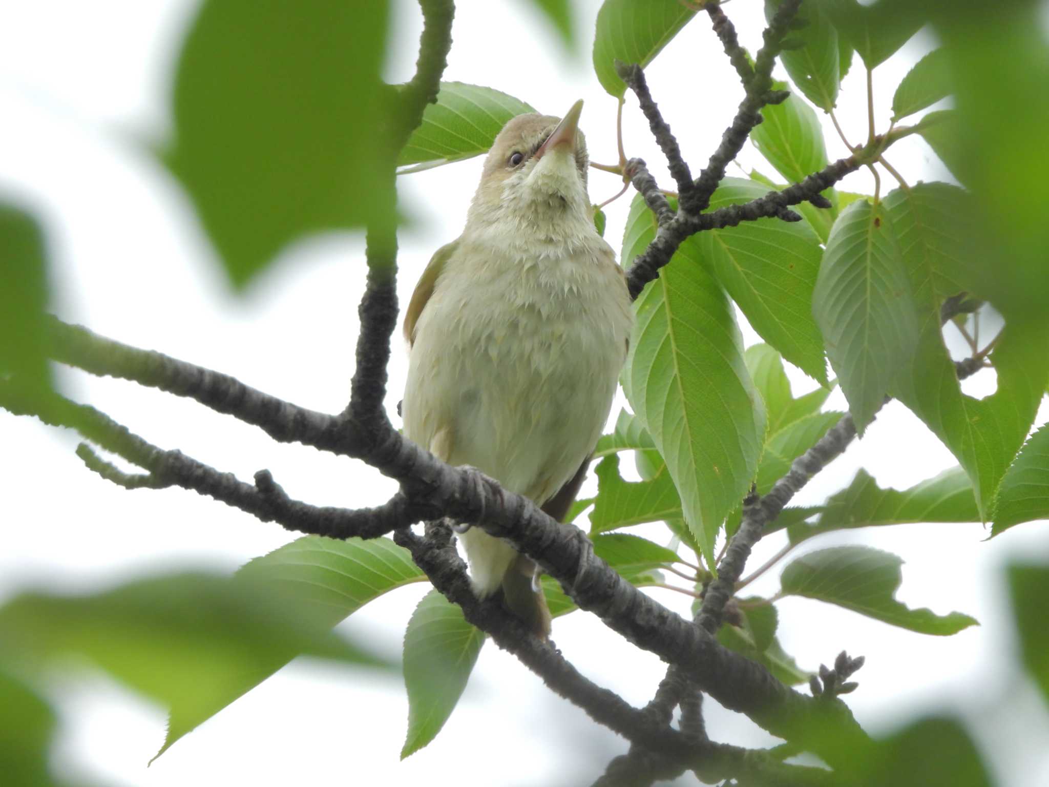 Photo of Oriental Reed Warbler at Isanuma by 神子秋沙