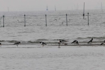 ミヤコドリ ふなばし三番瀬海浜公園 2024年5月19日(日)