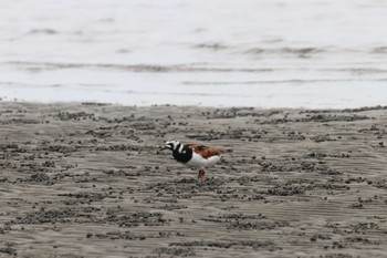 キョウジョシギ ふなばし三番瀬海浜公園 2024年5月19日(日)