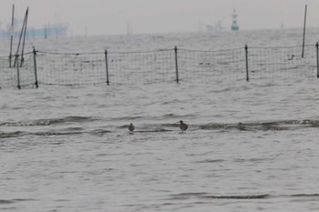 チュウシャクシギ ふなばし三番瀬海浜公園 2024年5月19日(日)