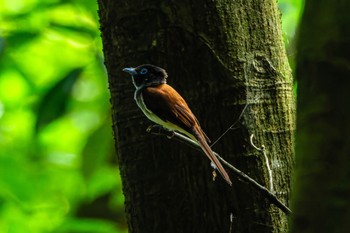 Black Paradise Flycatcher 熊本県 Sun, 5/19/2024