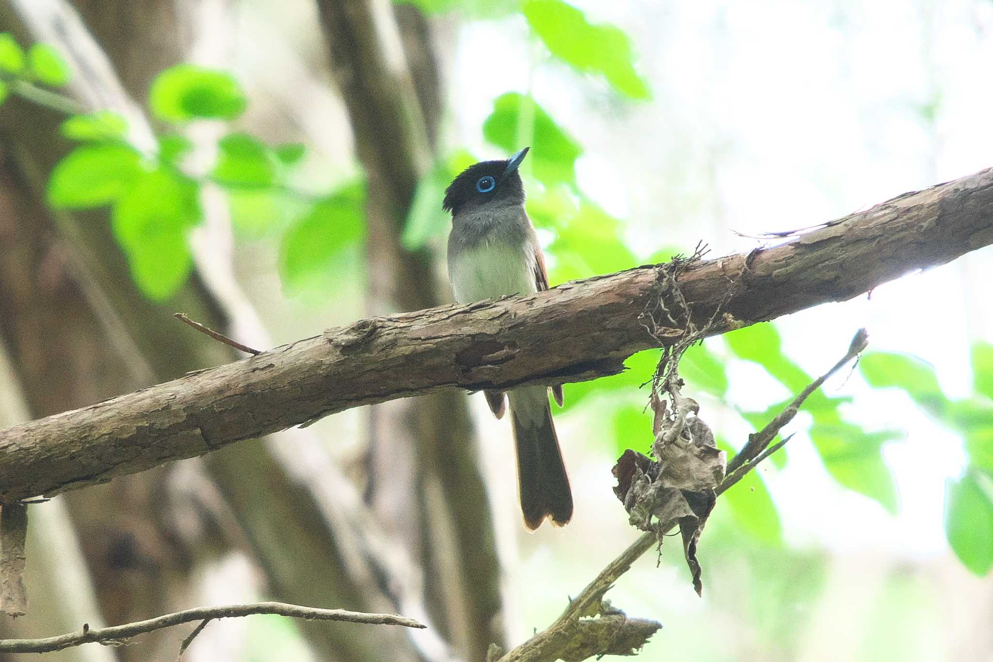 Black Paradise Flycatcher